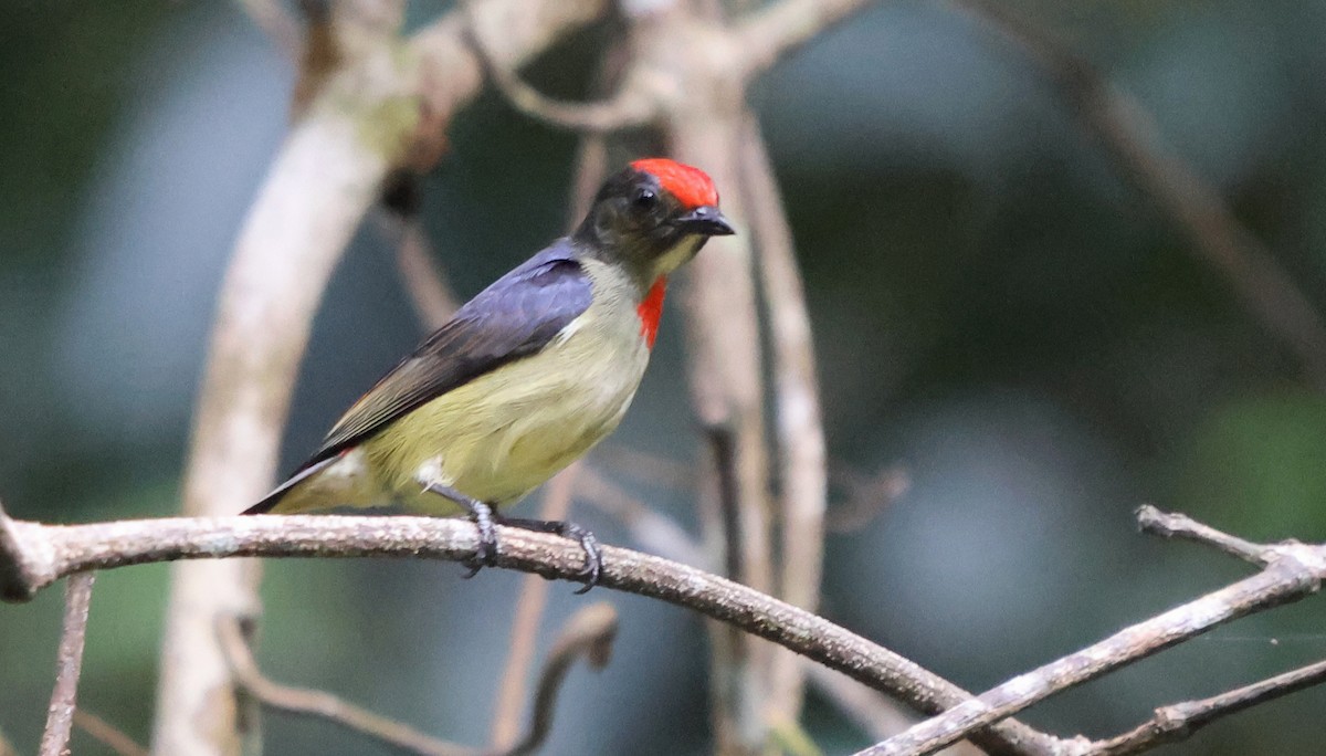 Red-capped Flowerpecker - ML627561988
