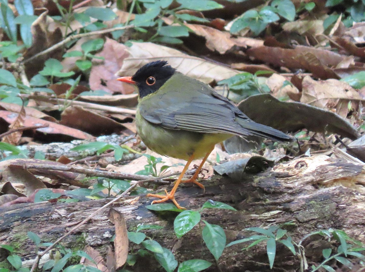 Yellow-throated Nightingale-Thrush - ML627562034