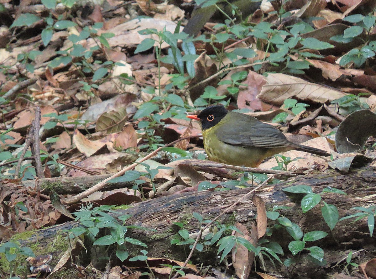 Yellow-throated Nightingale-Thrush - ML627562035