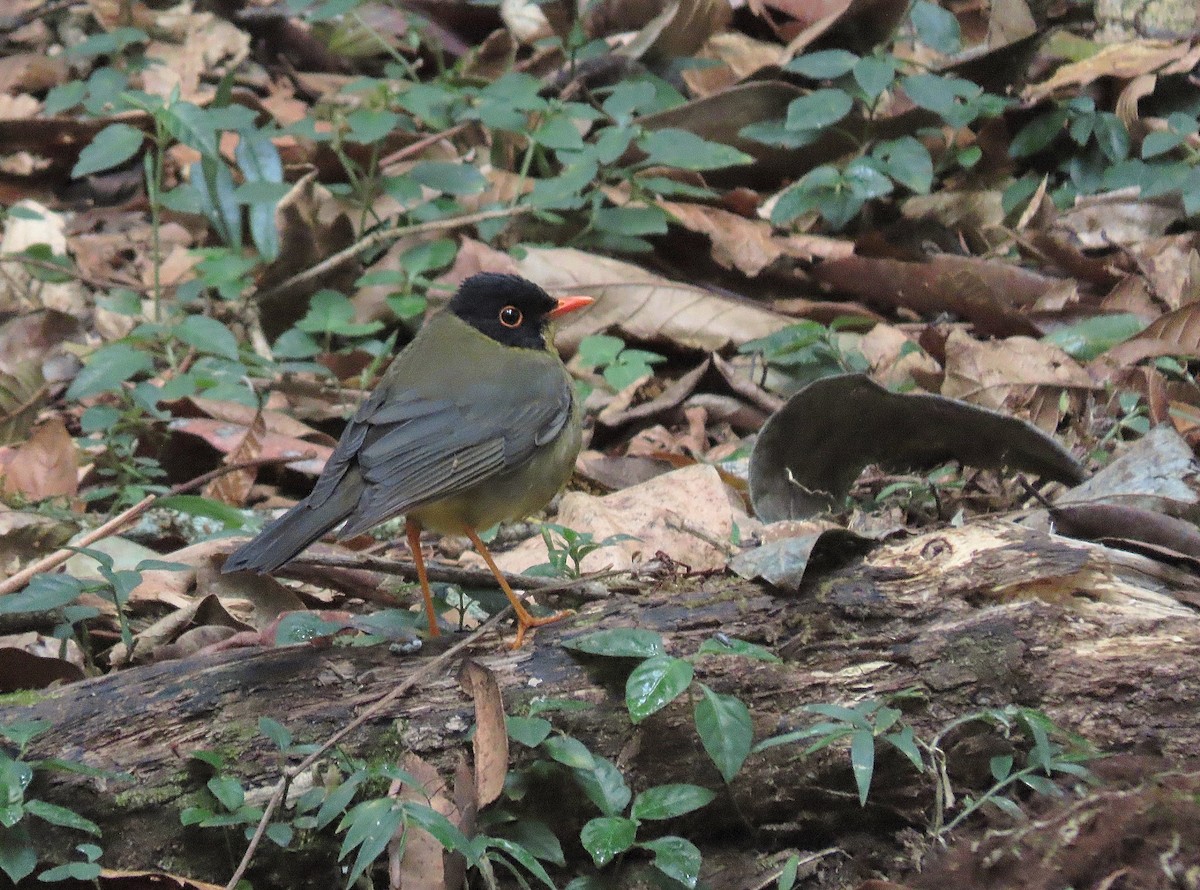 Yellow-throated Nightingale-Thrush - ML627562036