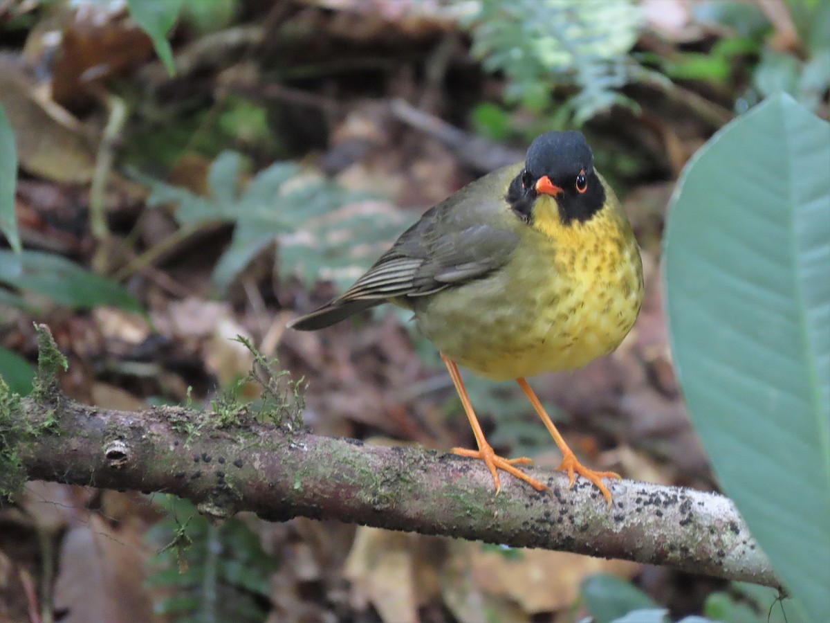 Yellow-throated Nightingale-Thrush - ML627562037