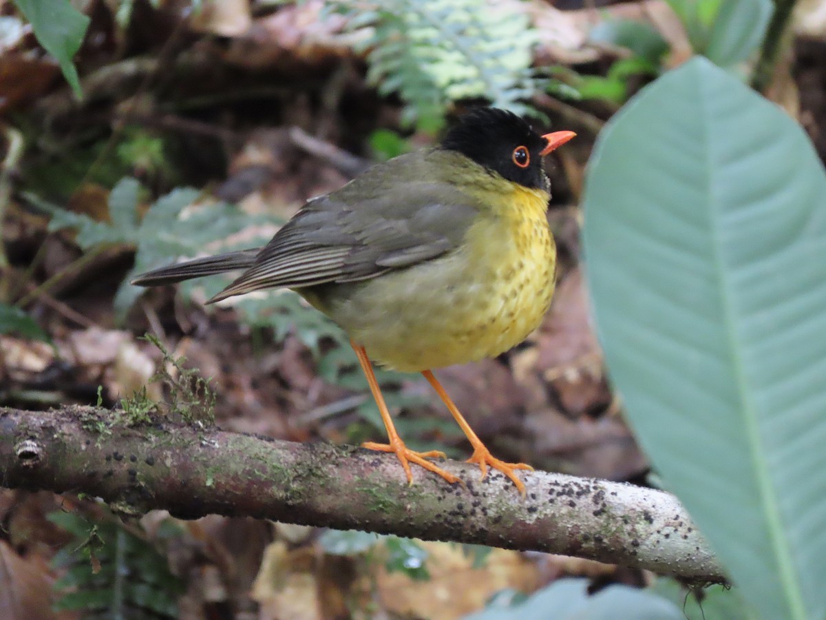 Yellow-throated Nightingale-Thrush - ML627562040