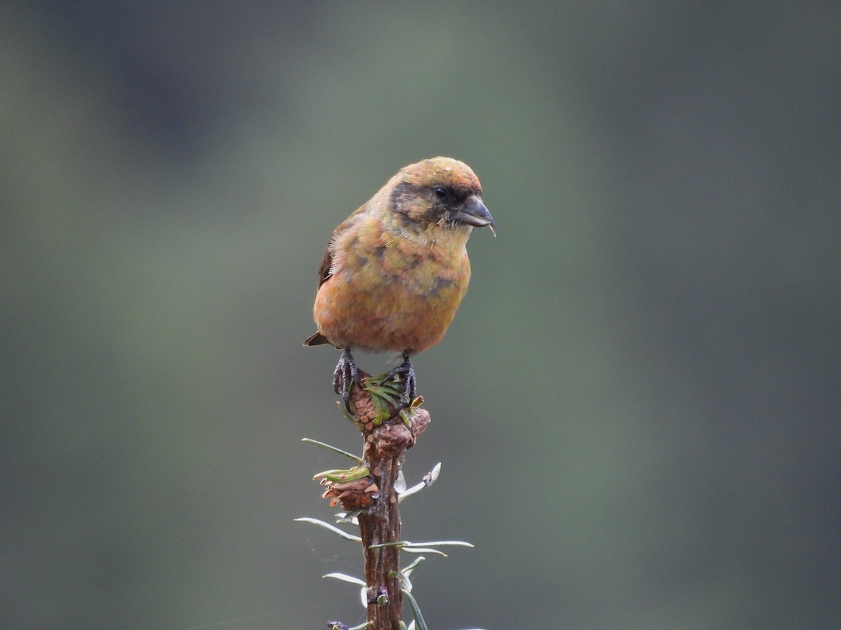 Red Crossbill - ML627562048