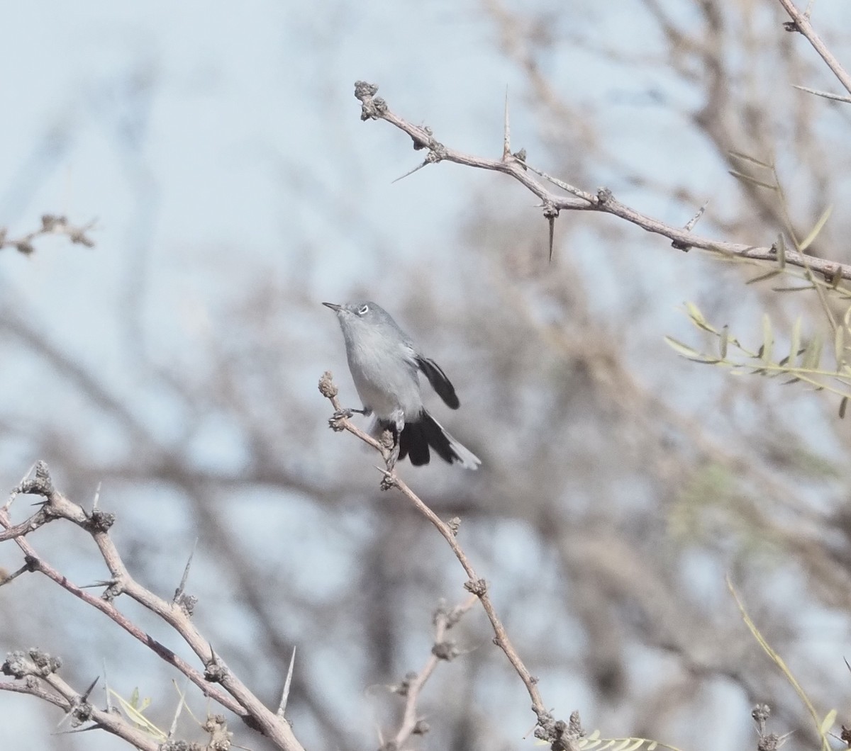 Blue-gray Gnatcatcher - ML627562055