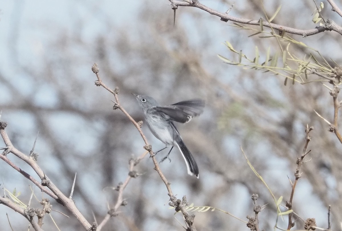 Blue-gray Gnatcatcher - ML627562059