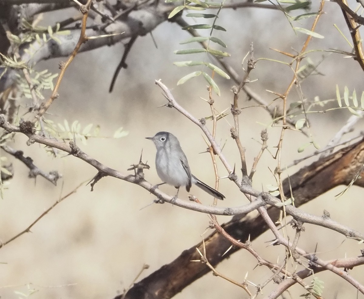 Blue-gray Gnatcatcher - ML627562063