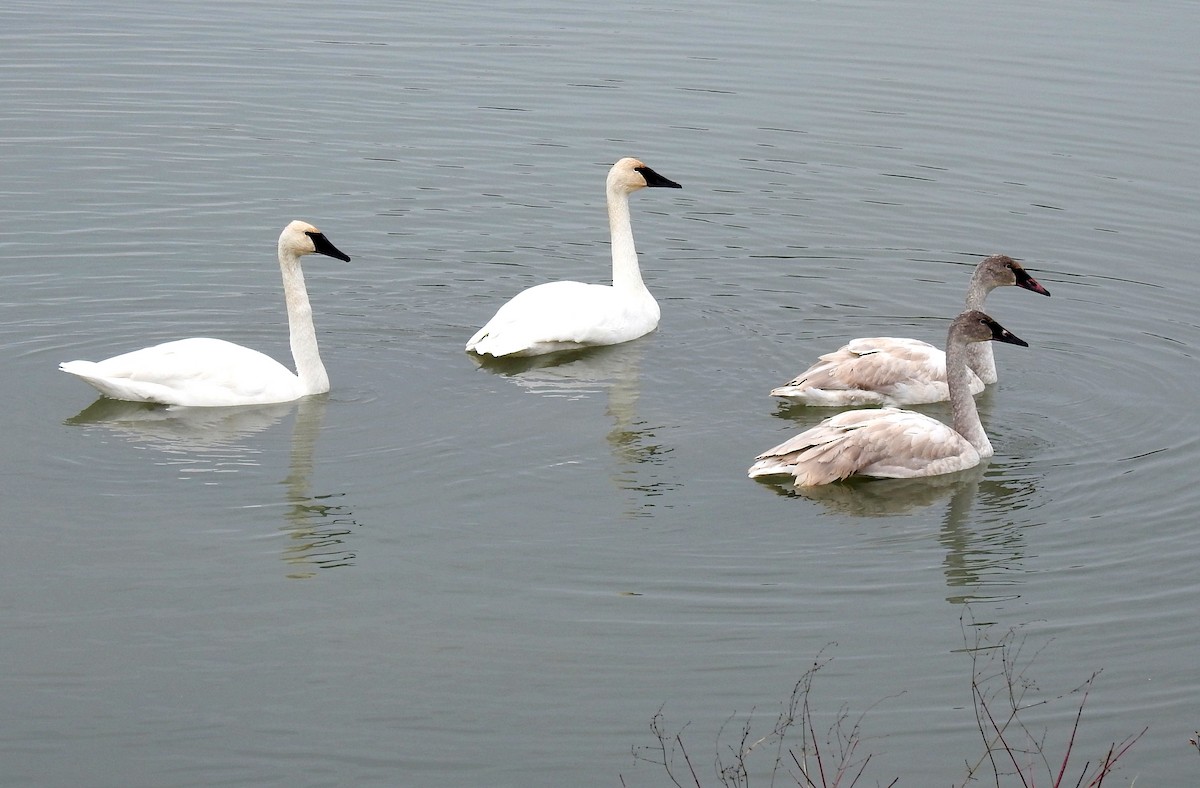 Trumpeter Swan - ML627562122