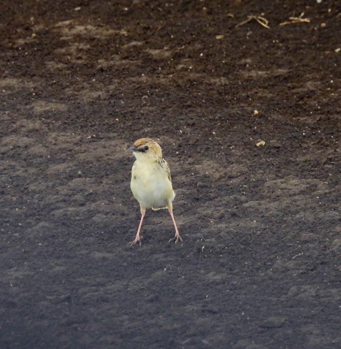 Pectoral-patch Cisticola - ML627562130