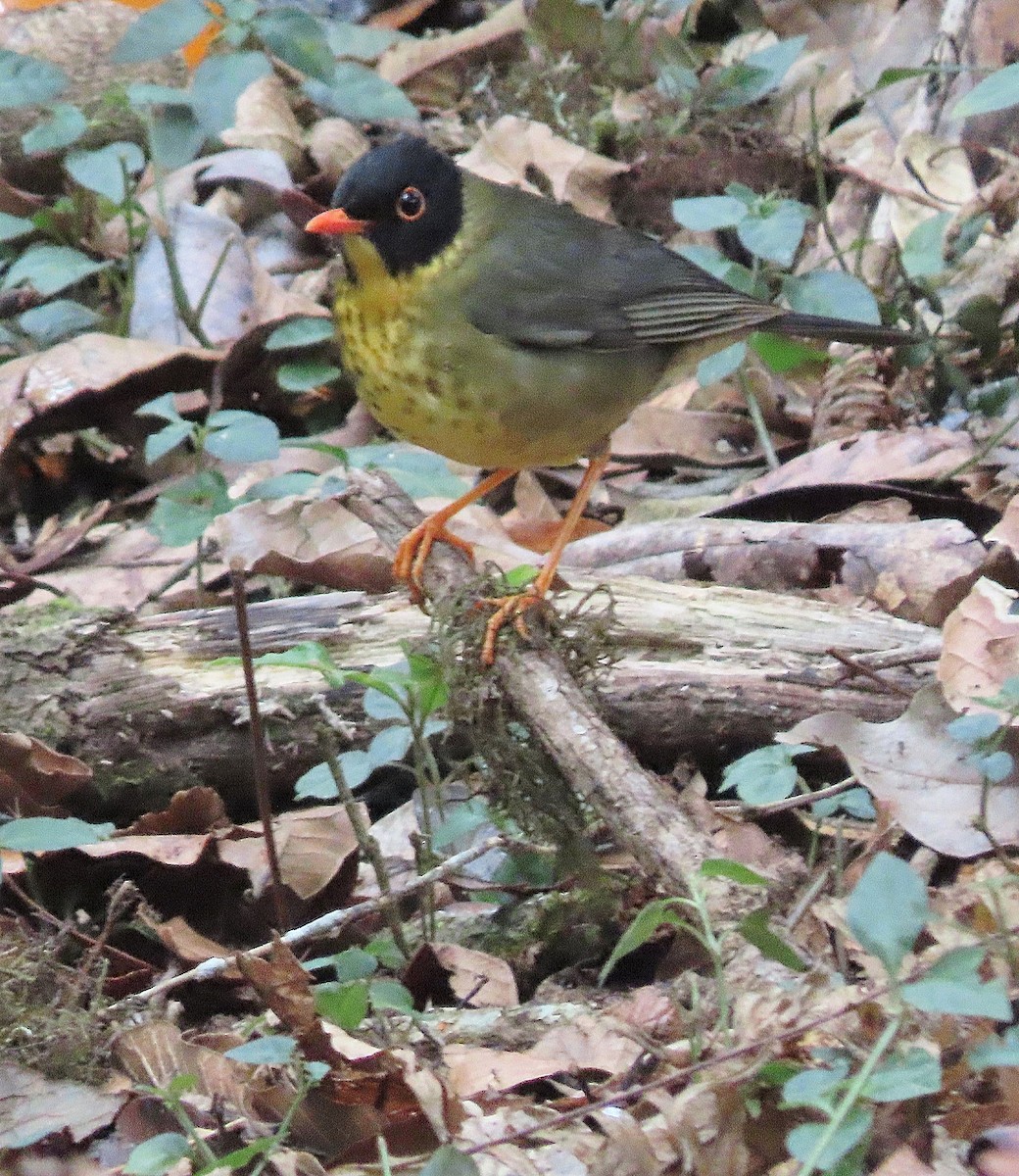 Yellow-throated Nightingale-Thrush - ML627562169