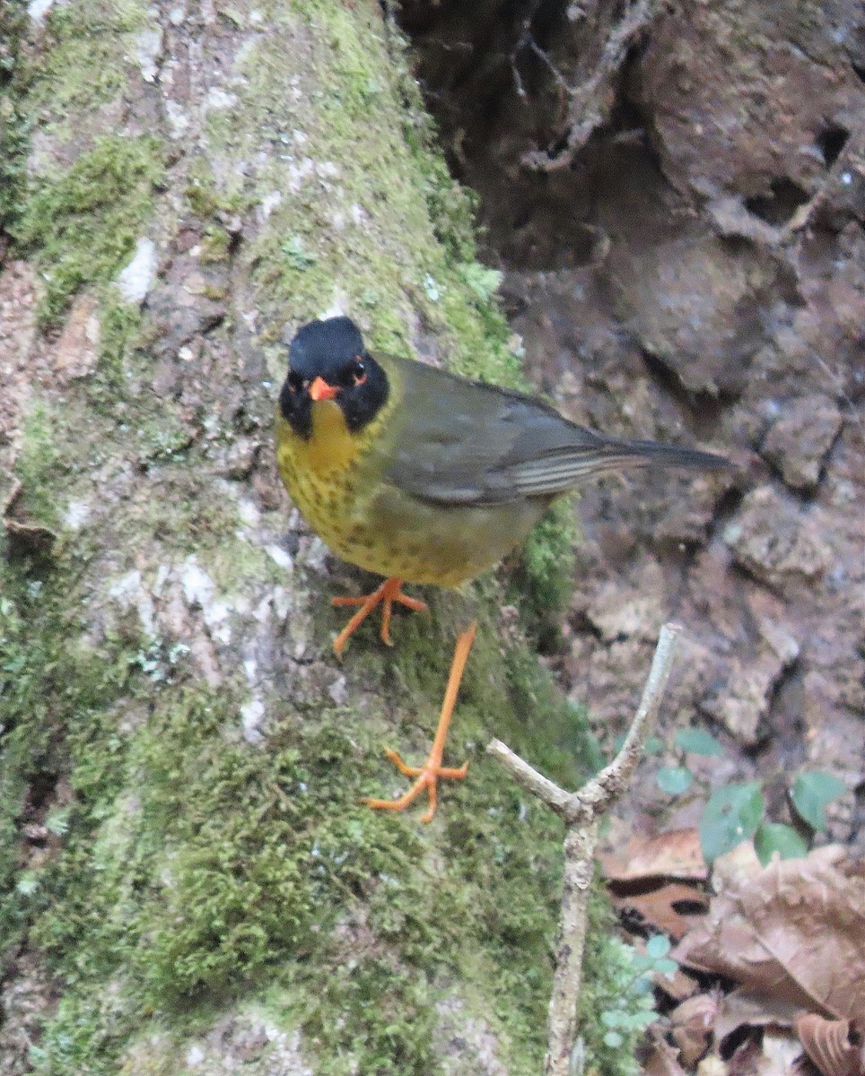 Yellow-throated Nightingale-Thrush - ML627562170