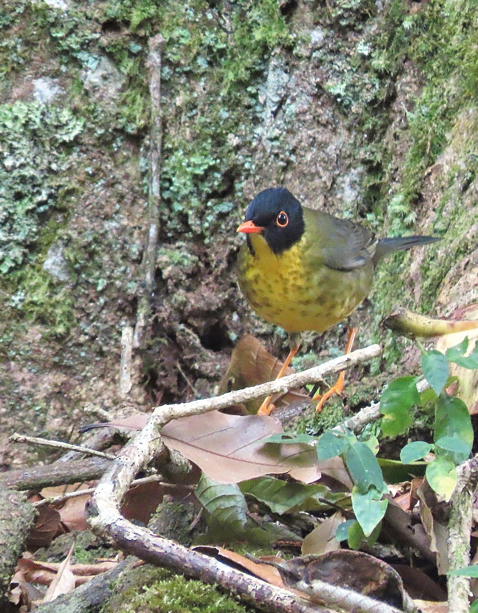 Yellow-throated Nightingale-Thrush - ML627562171