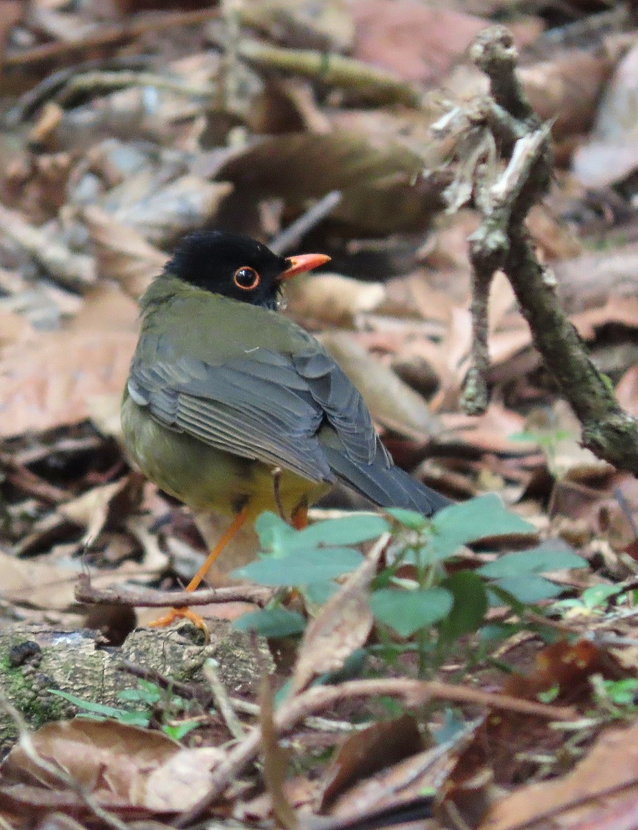 Yellow-throated Nightingale-Thrush - ML627562172