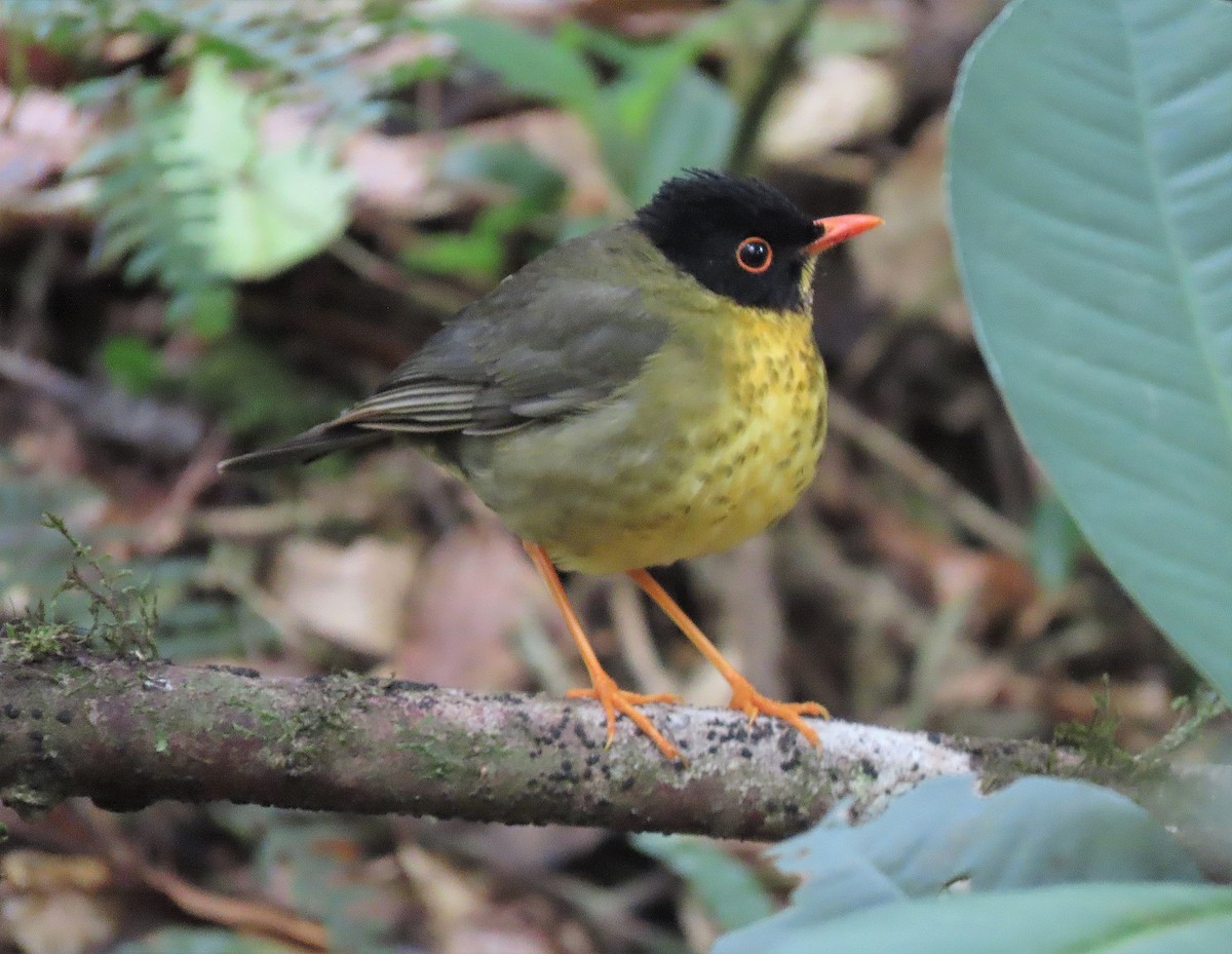 Yellow-throated Nightingale-Thrush - ML627562173