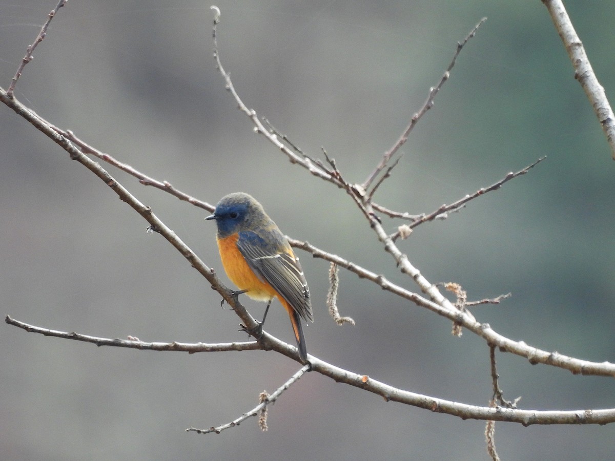 Blue-fronted Redstart - ML627562198