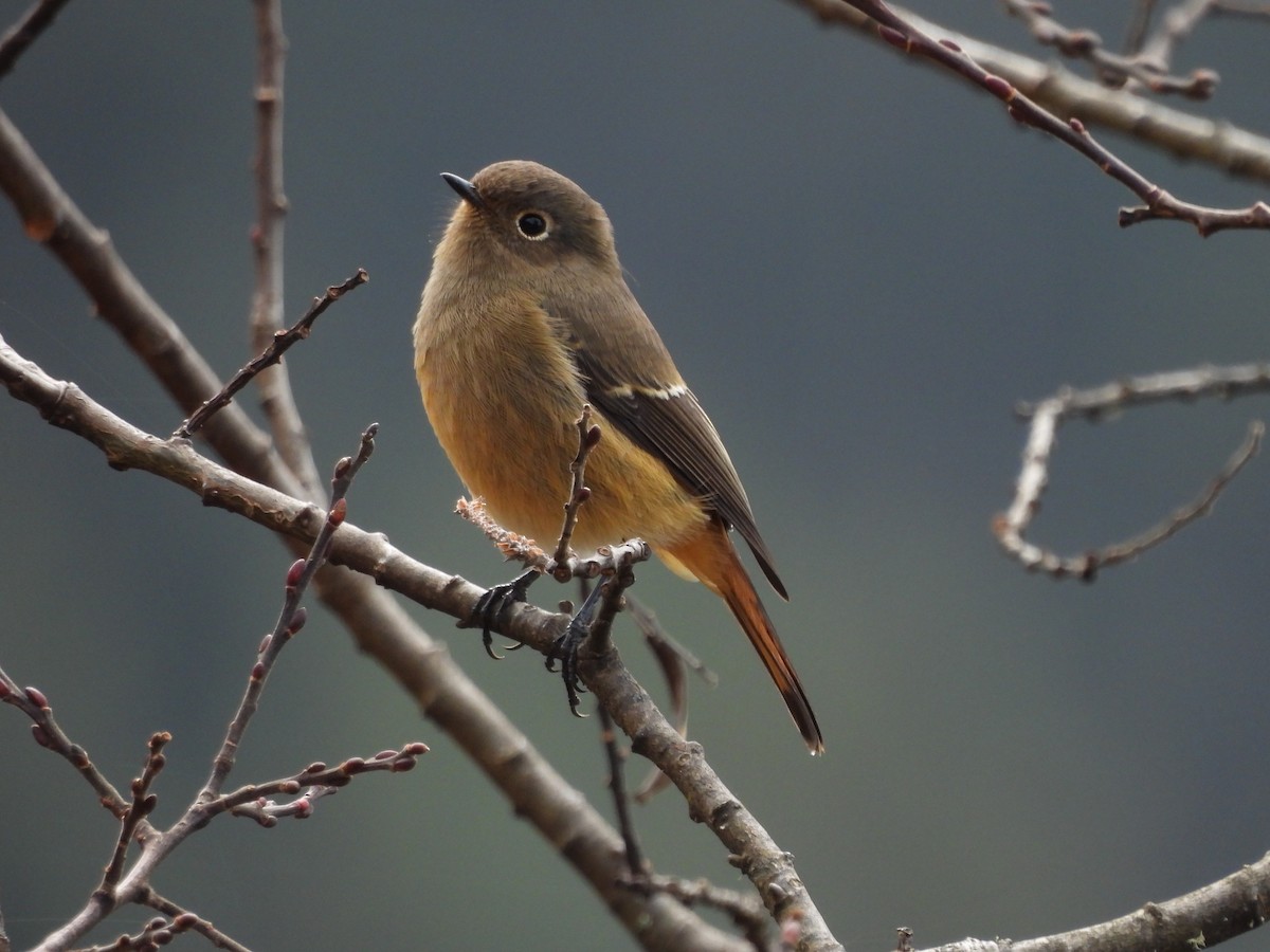 White-throated Redstart - ML627562225