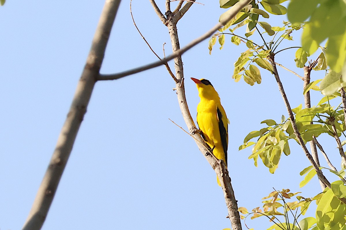 African Golden Oriole - ML627562282