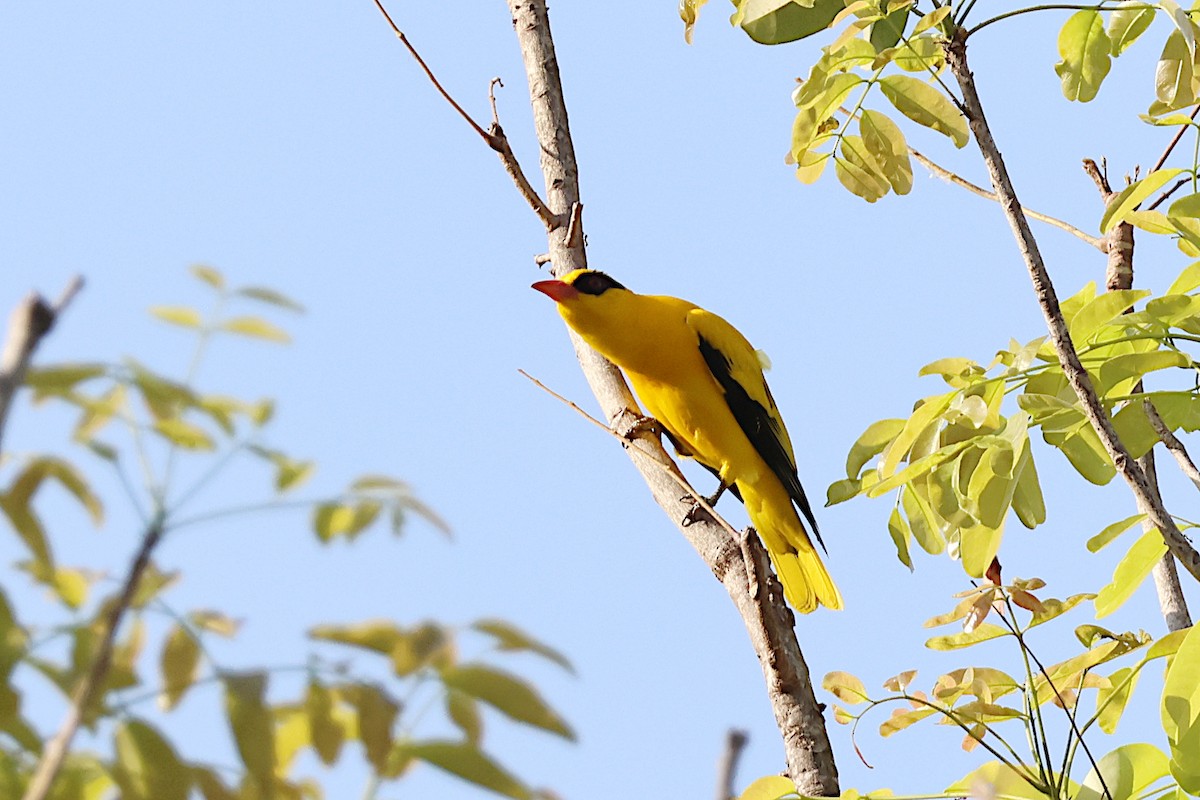 African Golden Oriole - ML627562283