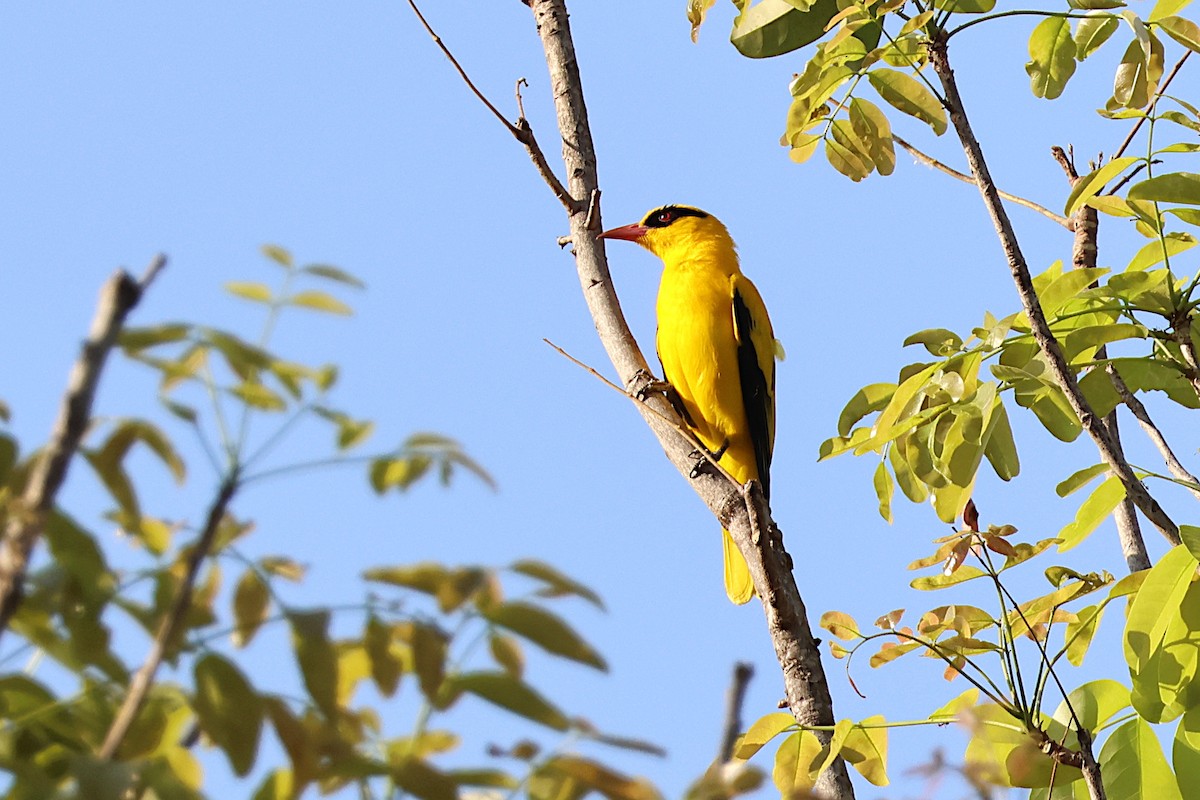 African Golden Oriole - ML627562284