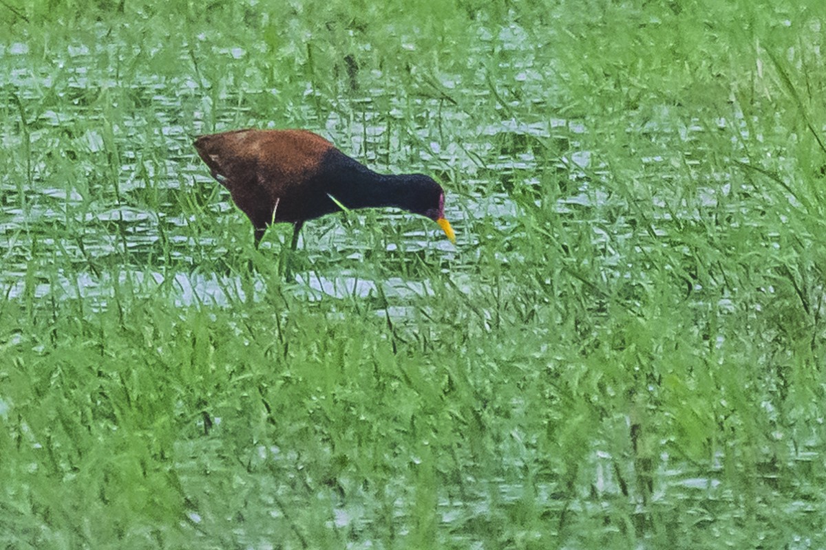 Wattled Jacana - ML627562299
