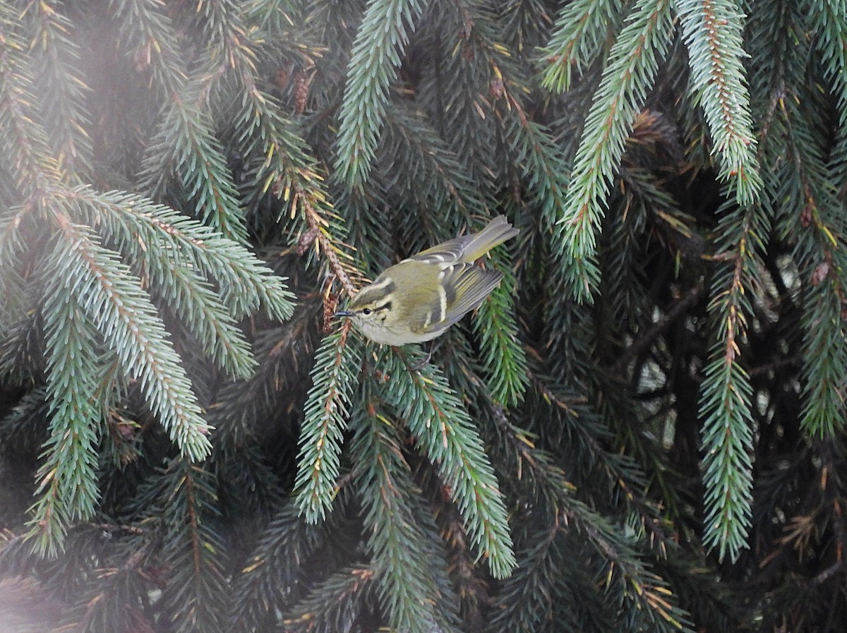 Lemon-rumped Warbler - ML627562310