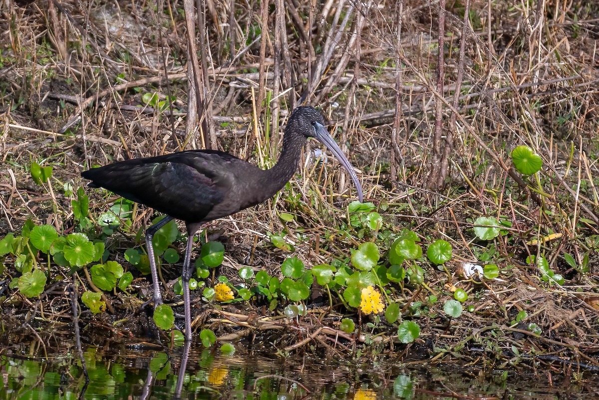 ibis hnědý - ML627562324