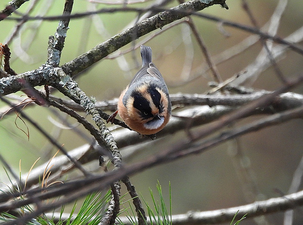 Black-browed Tit - ML627562377