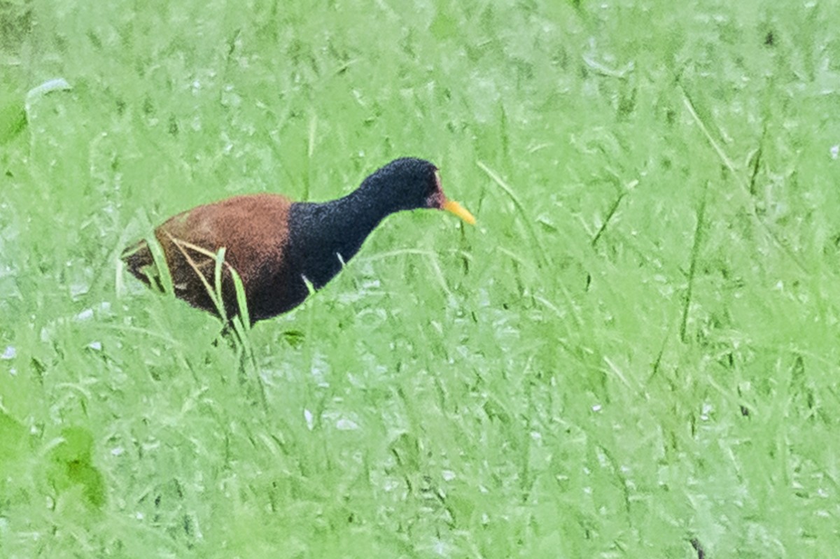 Wattled Jacana - ML627562385