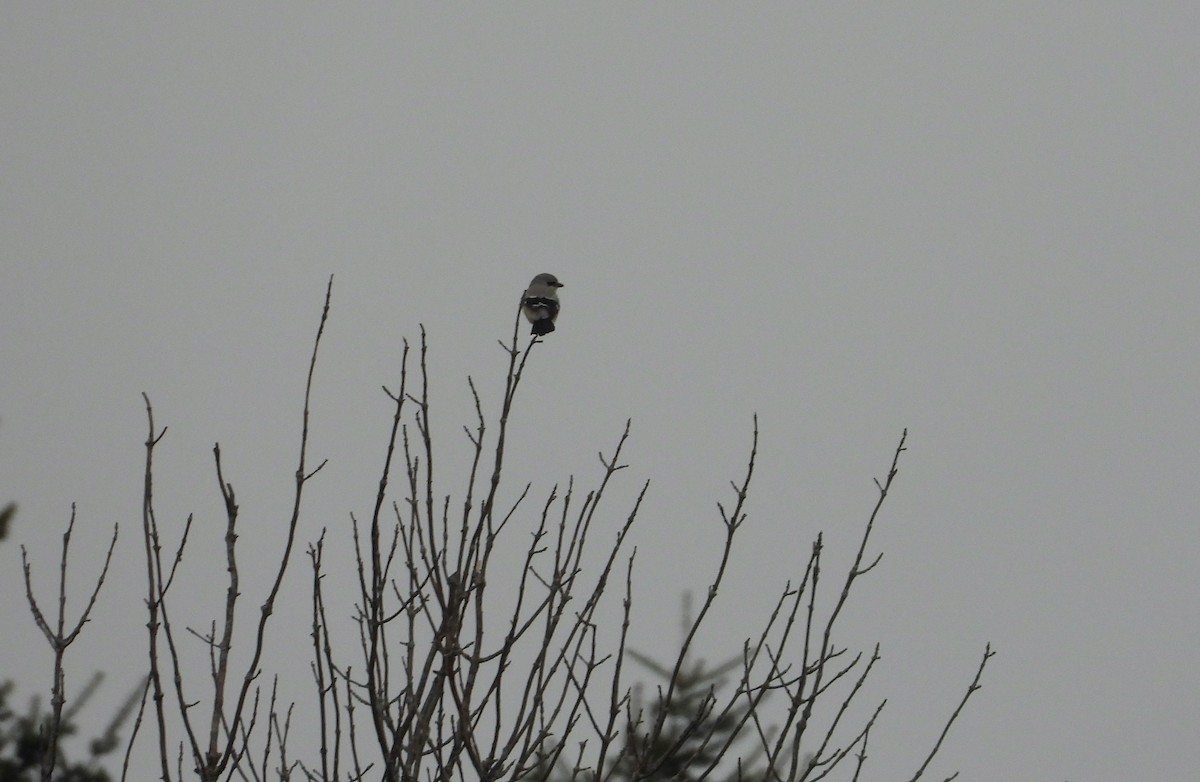 Northern Shrike - ML627562529