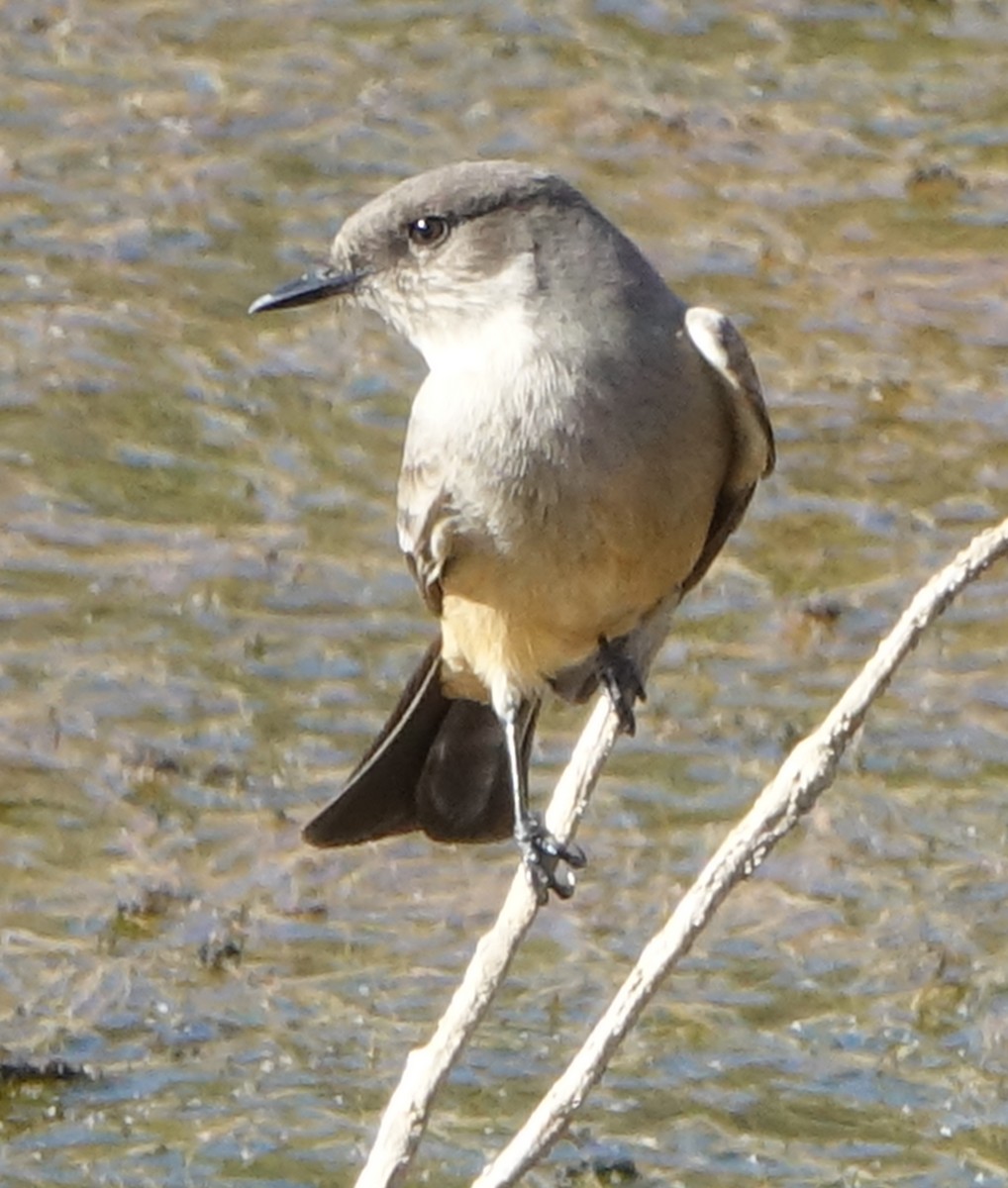 Say's Phoebe - ML627562545