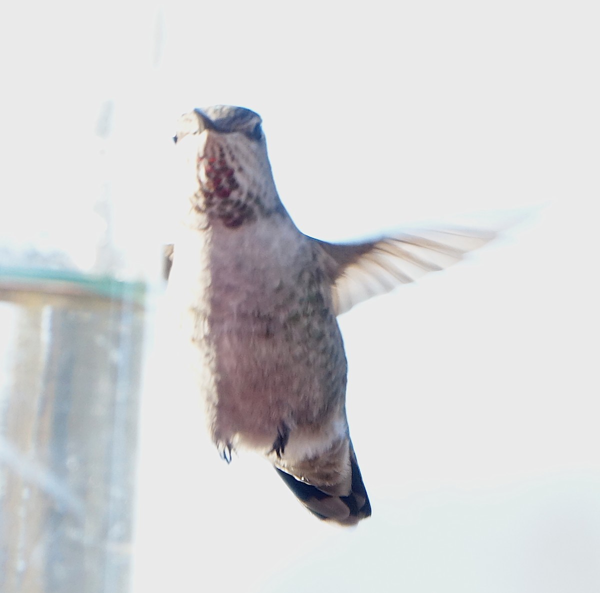 Anna's Hummingbird - ML627562551