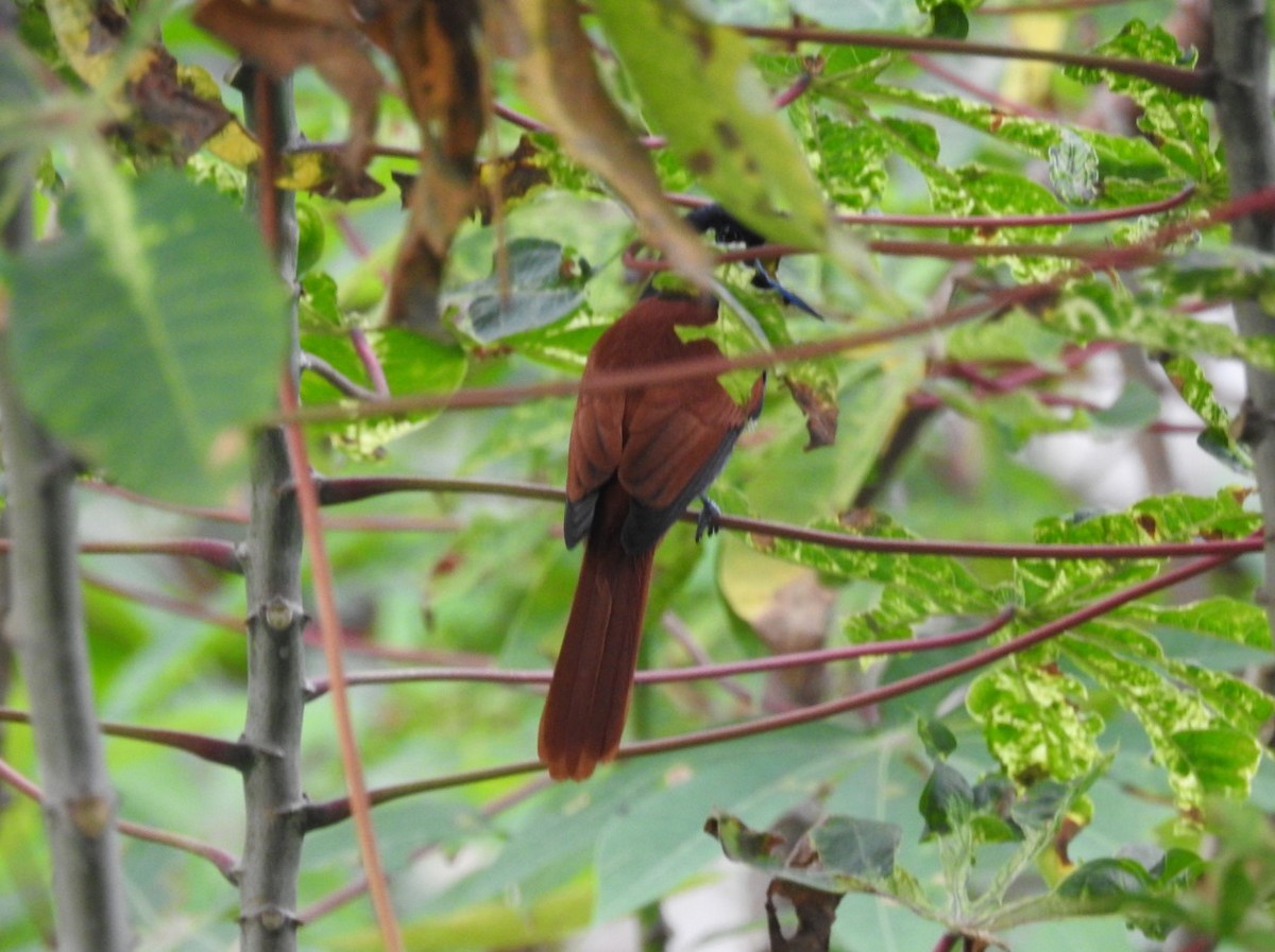 Rufous-vented Paradise-Flycatcher - ML627562552