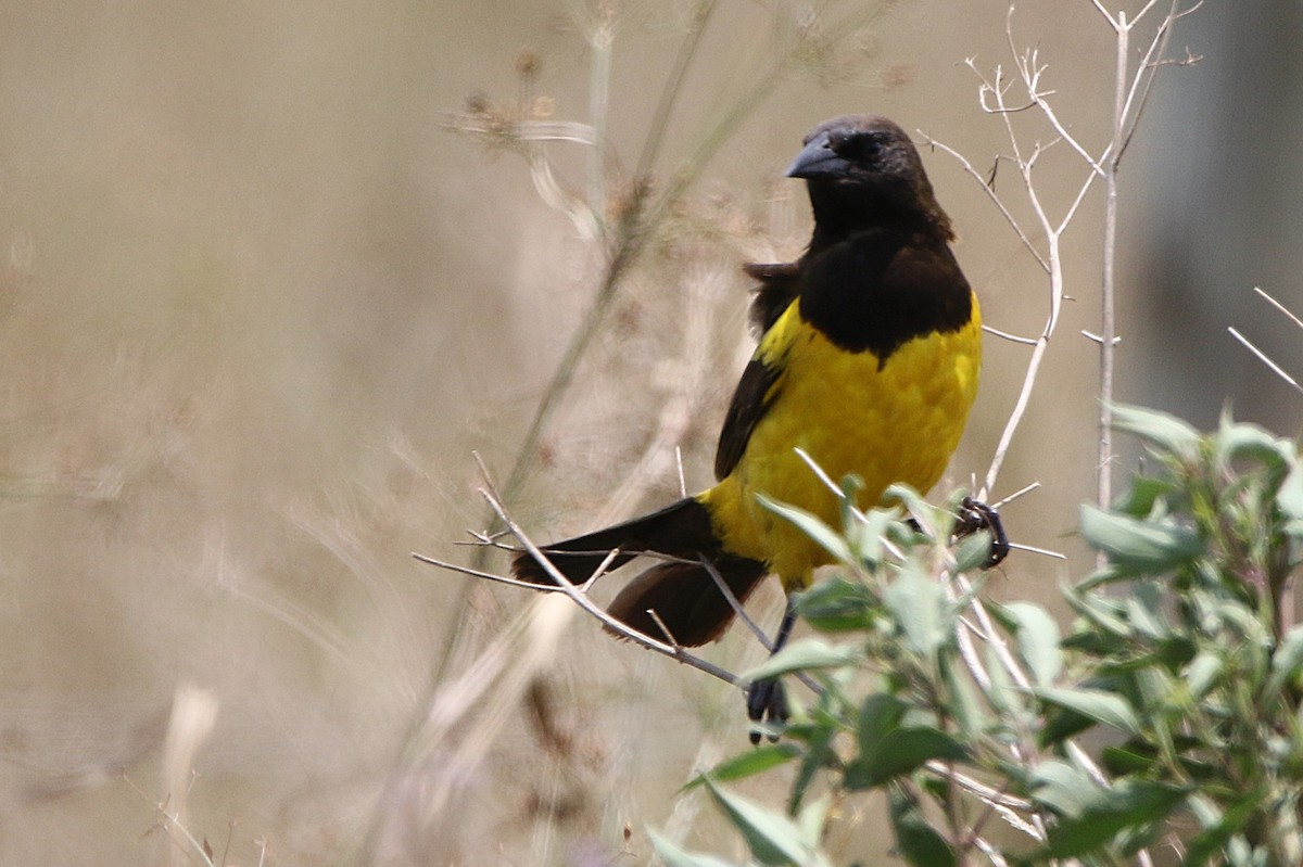 Yellow-rumped Marshbird - ML627562598