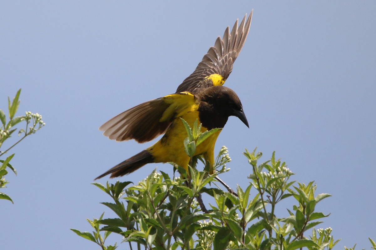 Yellow-rumped Marshbird - ML627562600