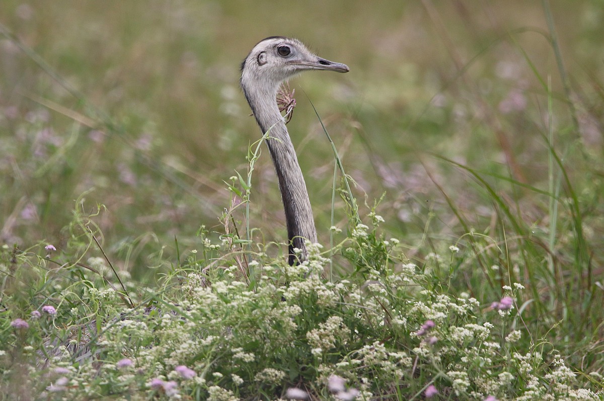 Greater Rhea - ML627562639