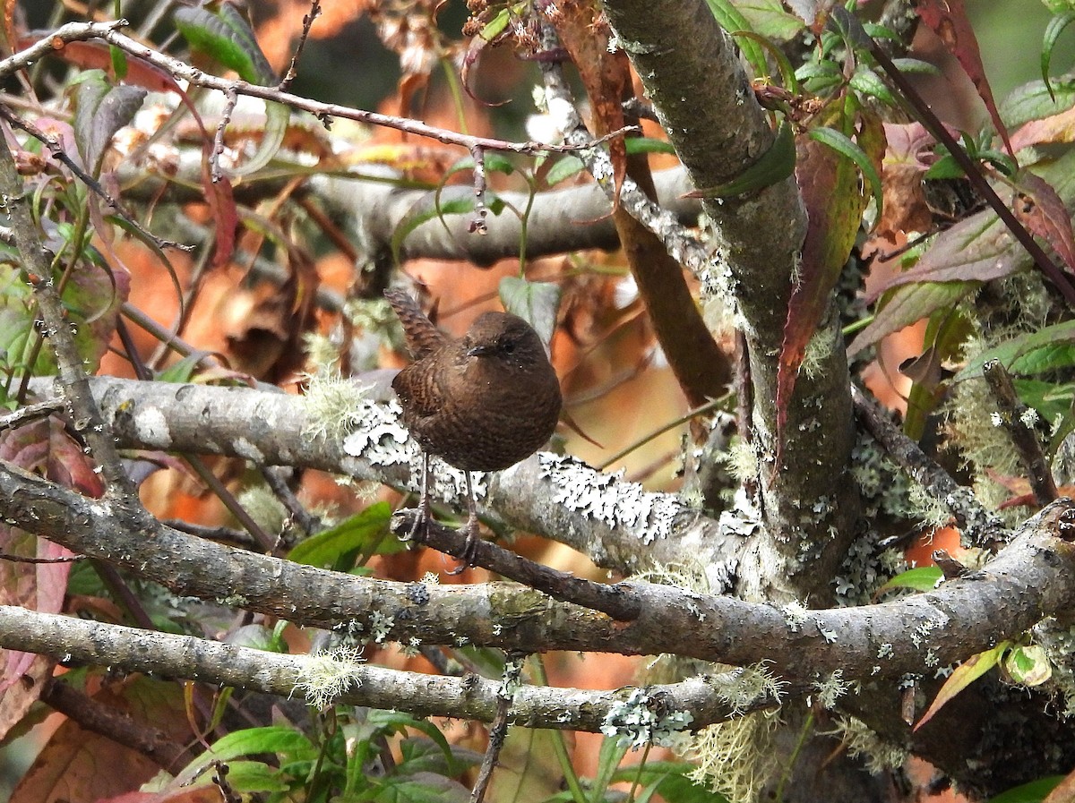 Eurasian Wren - ML627562672