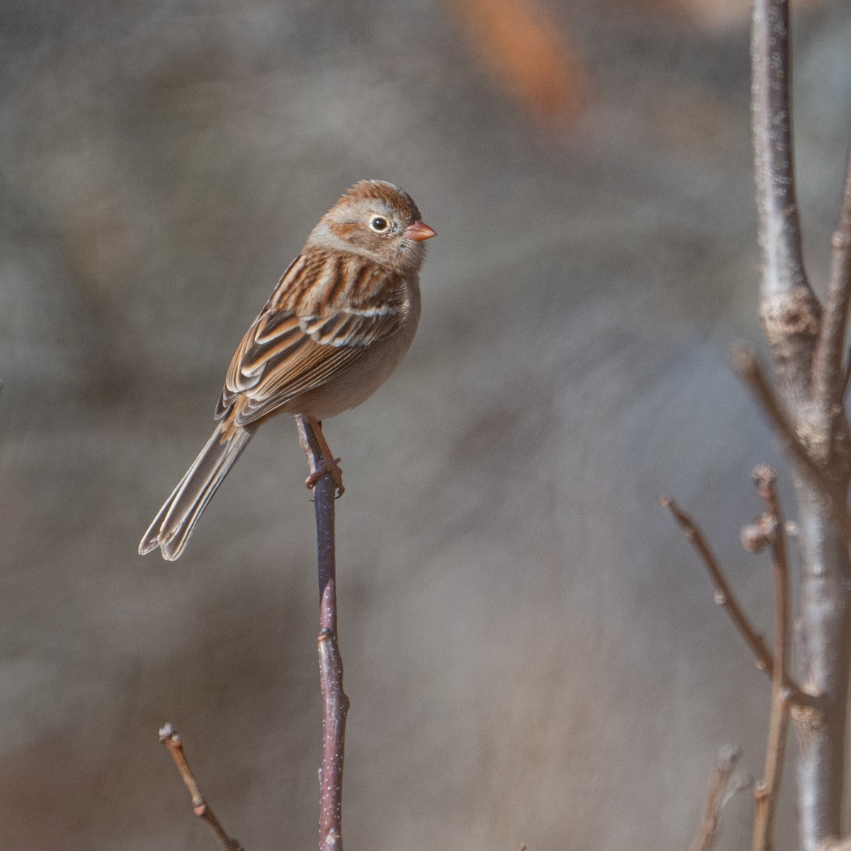 Field Sparrow - ML627562758