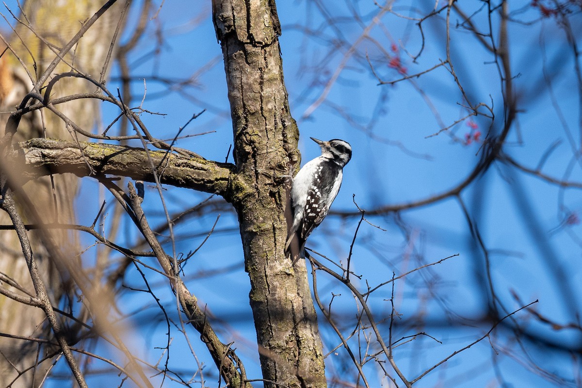 Hairy Woodpecker - ML627562769