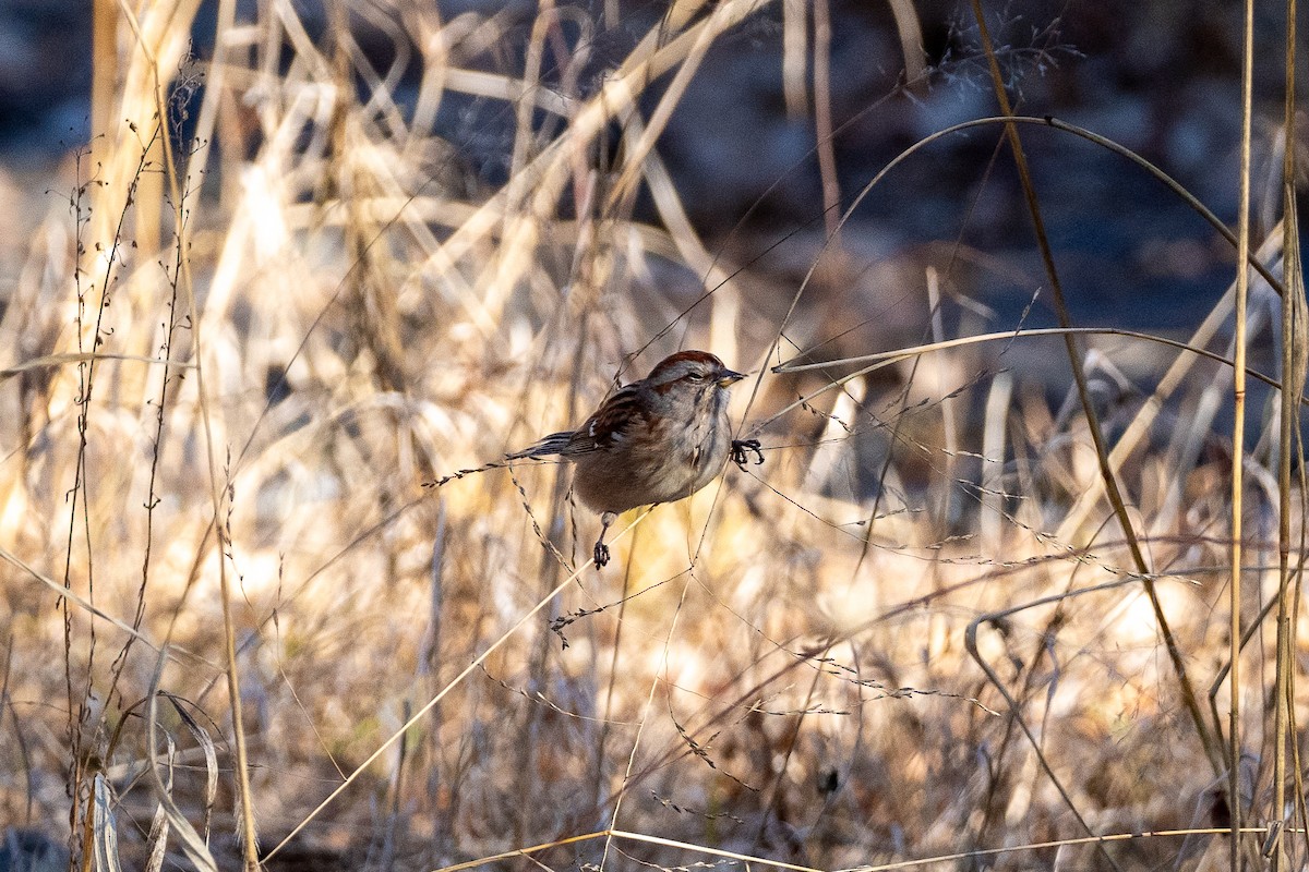 American Tree Sparrow - ML627562774