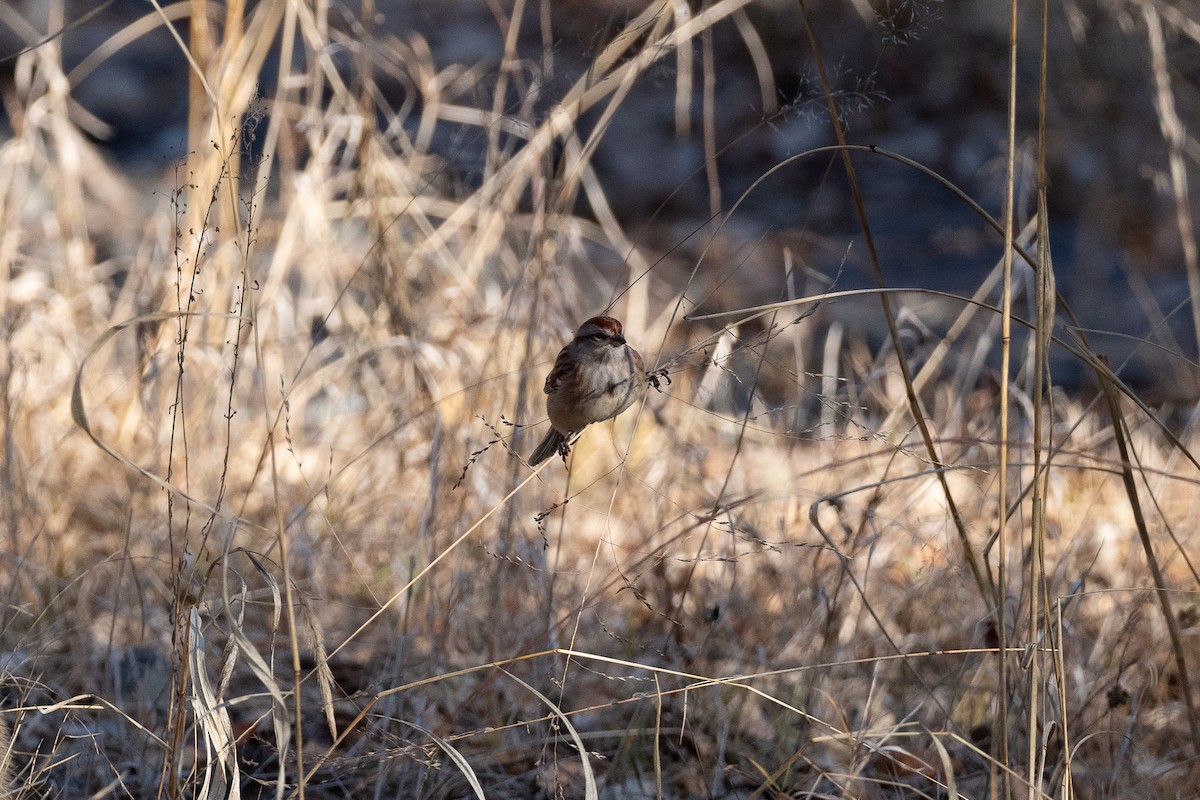 American Tree Sparrow - ML627562775