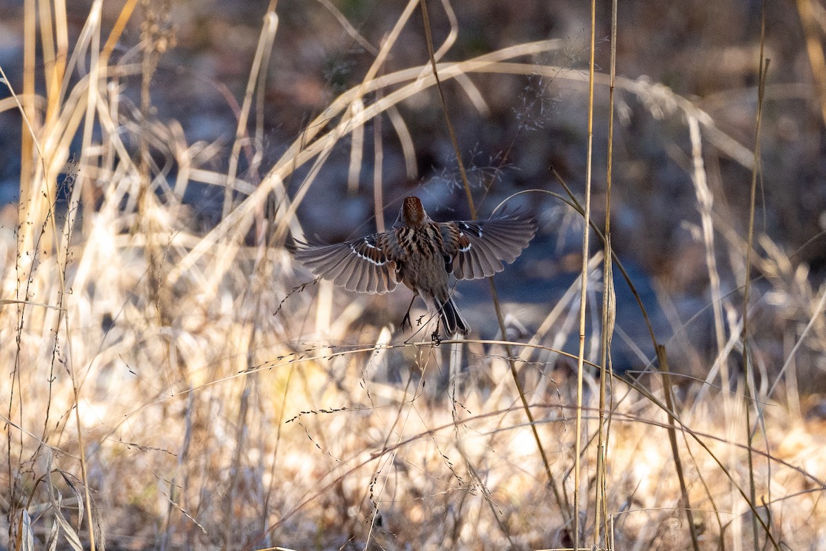 American Tree Sparrow - ML627562794