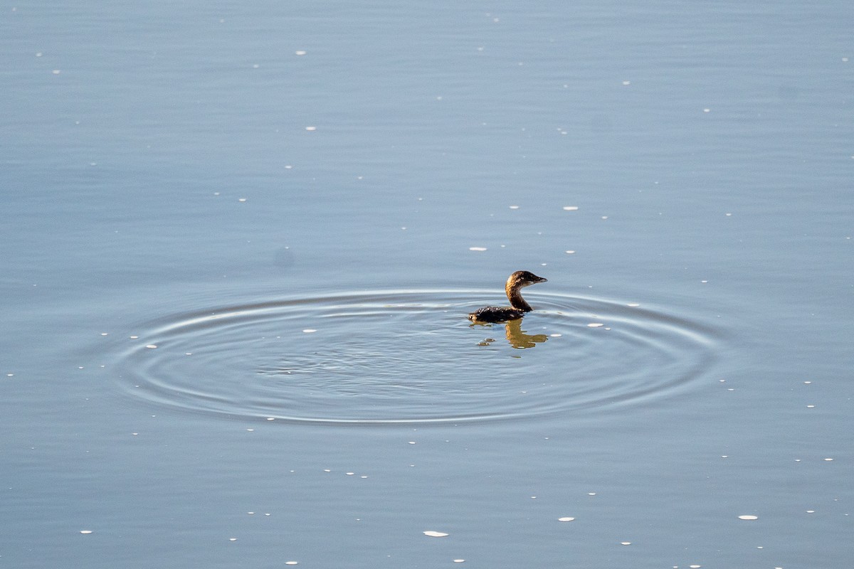 Pied-billed Grebe - ML627562841