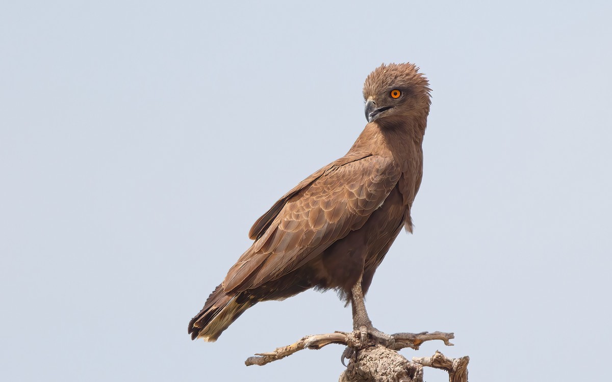 Brown Snake-Eagle - ML627563077