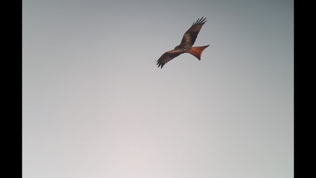 Red Kite - ML627563108