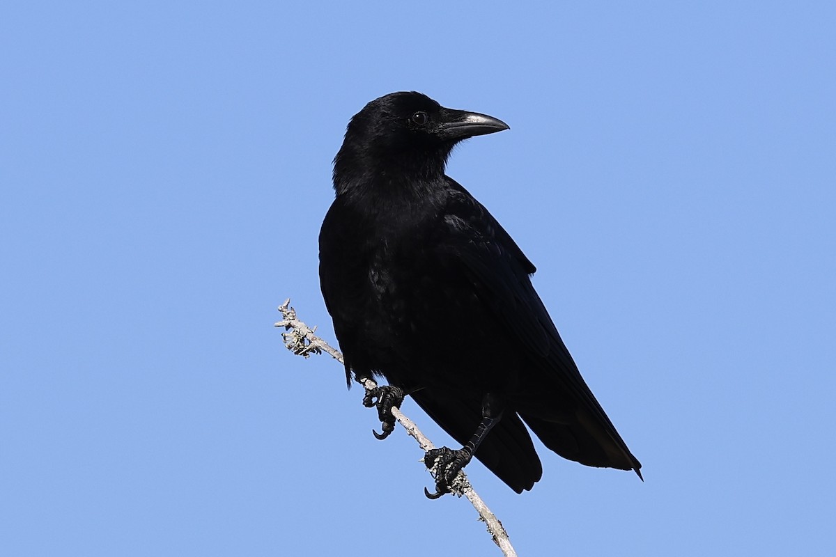American Crow - ML627563146