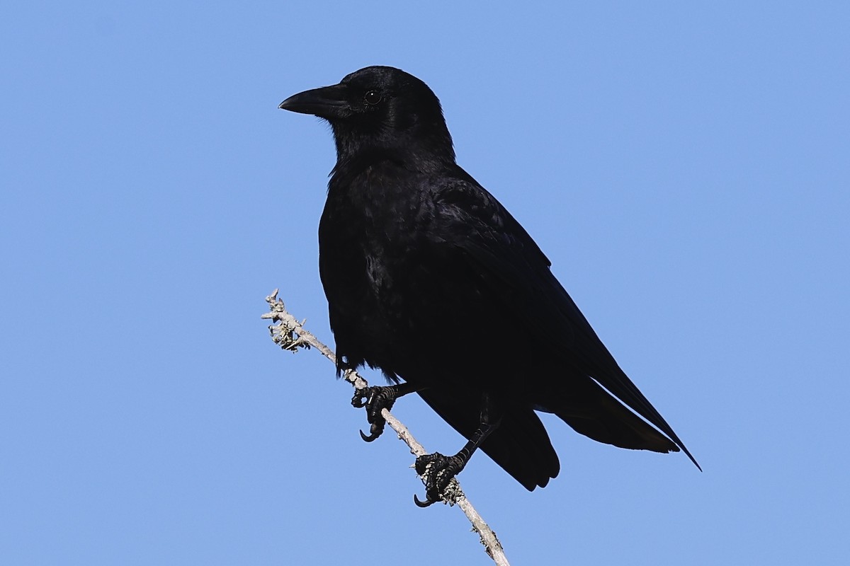 American Crow - ML627563147