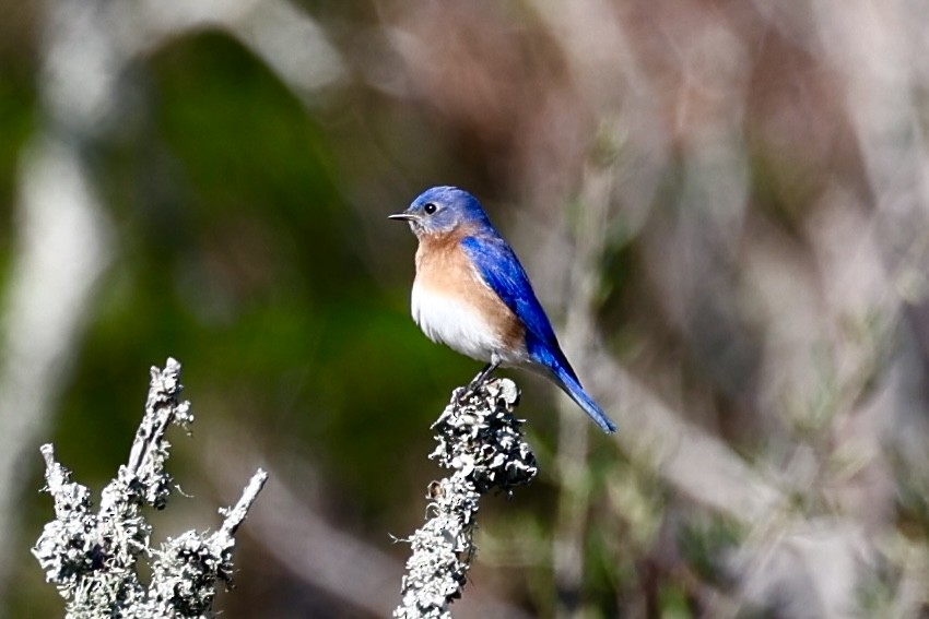 Eastern Bluebird - ML627563163