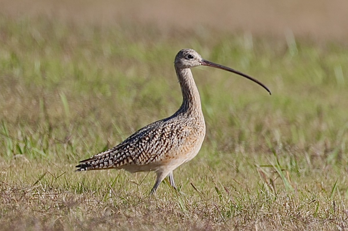 Long-billed Curlew - ML627563200