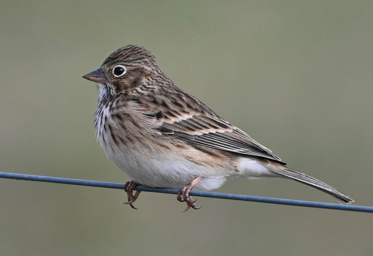 Vesper Sparrow - ML627563256