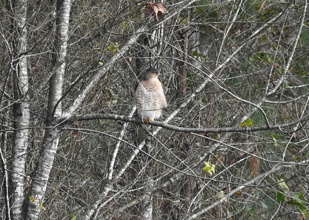 Cooper's Hawk - ML627563294