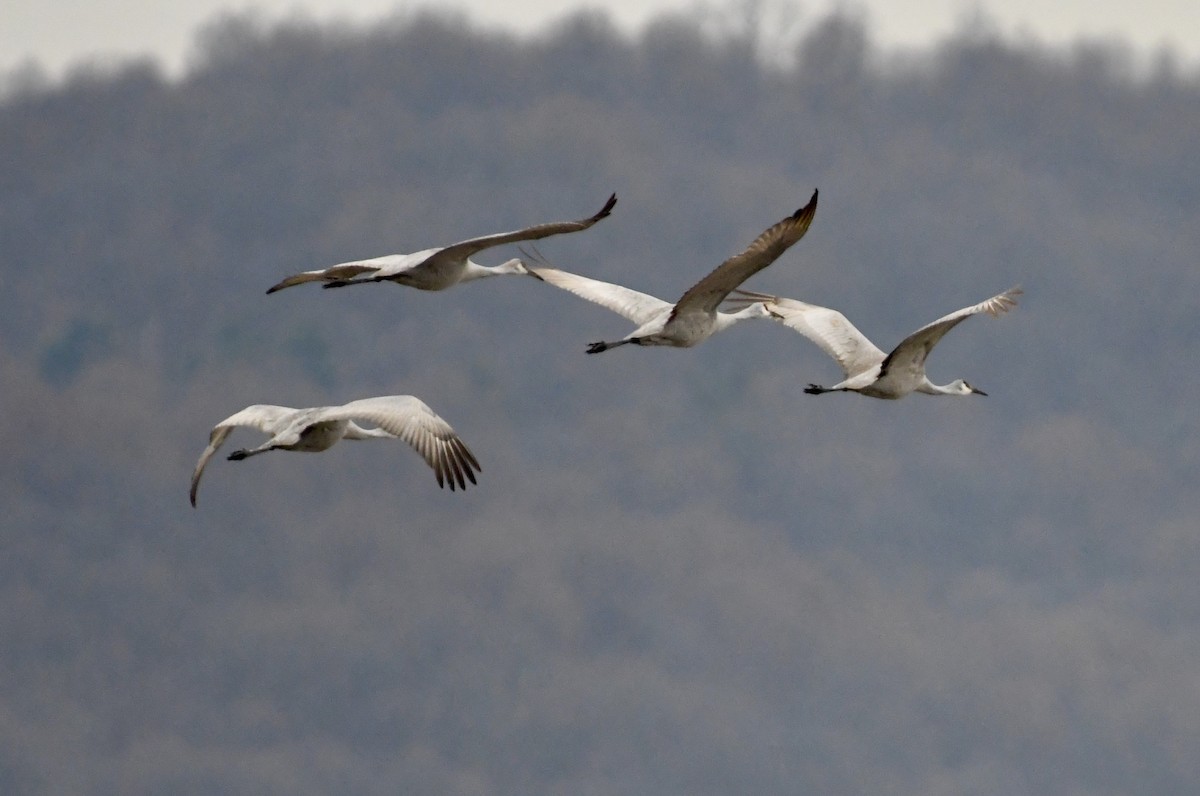 Sandhill Crane - ML627563349